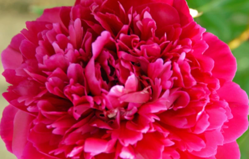 Karl Rosenfield на Пулков Сад