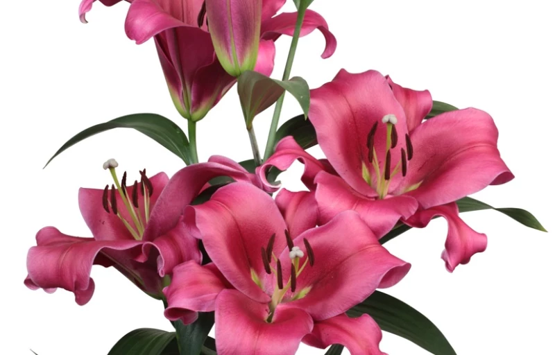 Dali на Пулков Сад