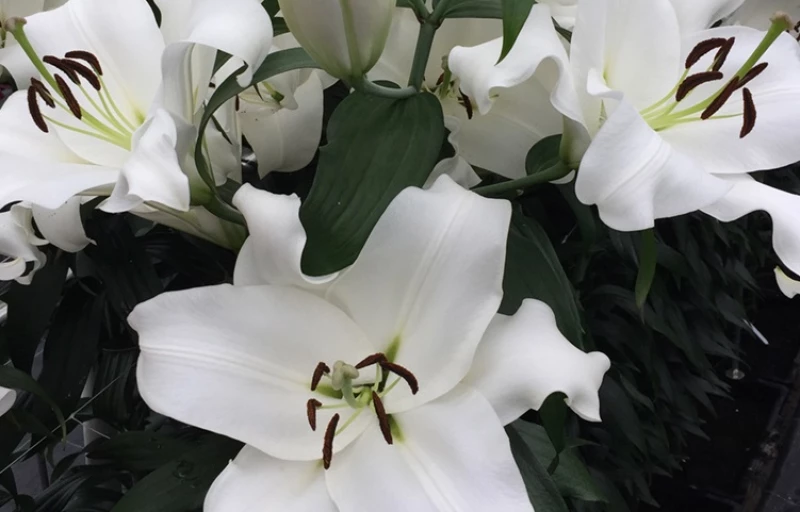 Devola на Пулков Сад