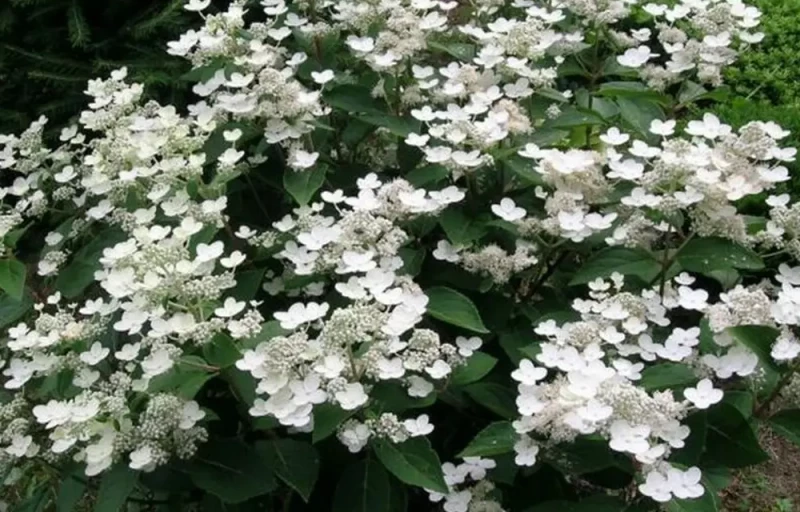 Dharuma на Пулков Сад