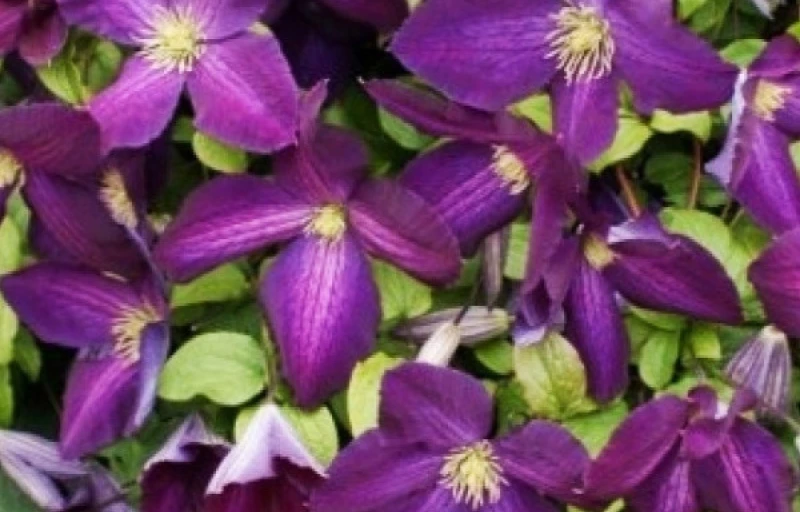 JACKMANII PURPUREA на Пулков Сад