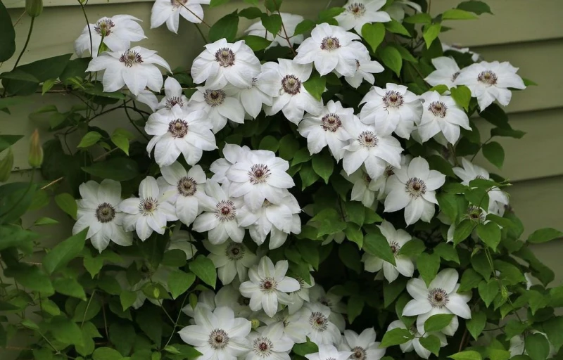 Miss Bateman на Пулков Сад