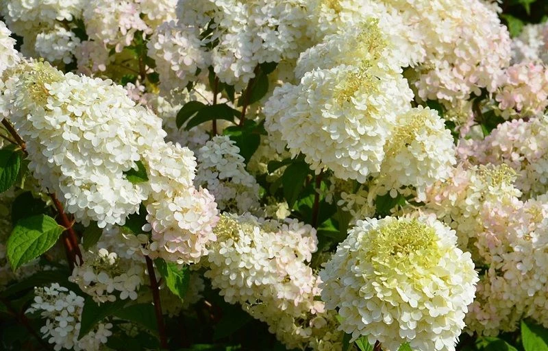 Diamantino на Пулков Сад