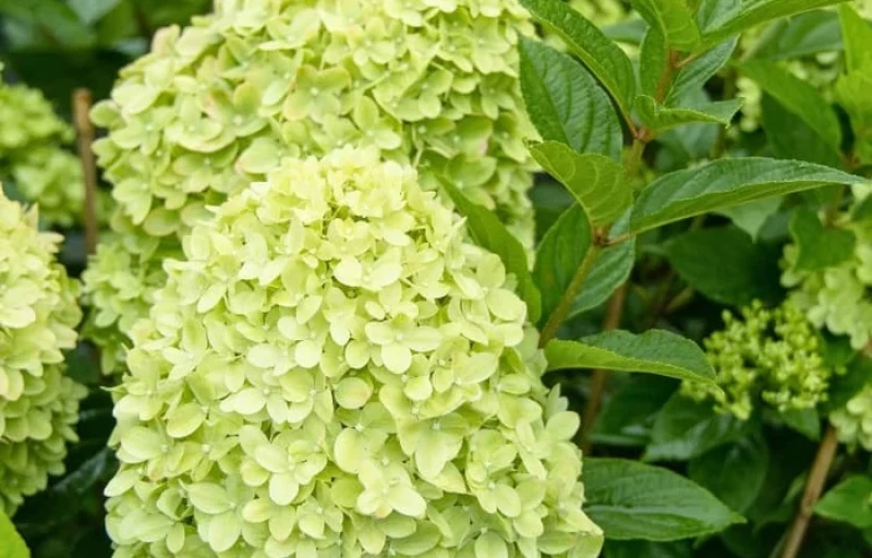 Greenlight на Пулков Сад