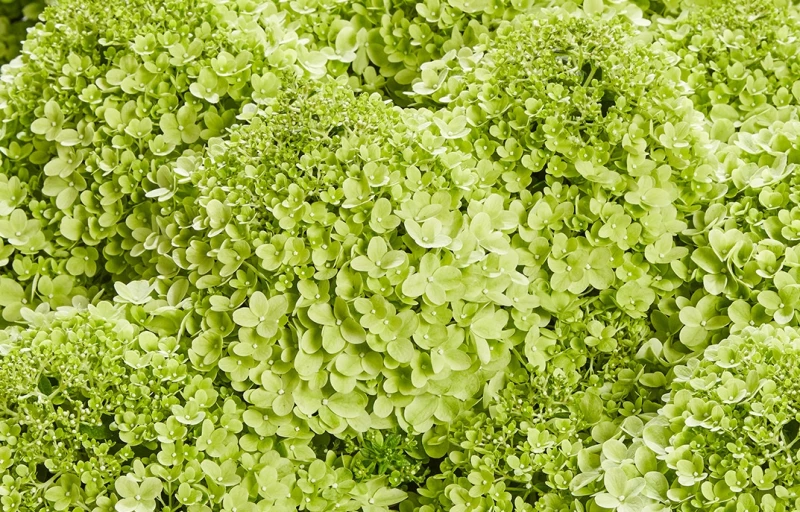 Pansana на Пулков Сад