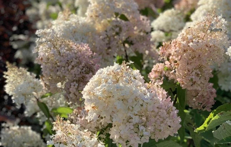 Grandiflora на Пулков Сад