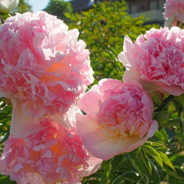 Bella Rosa