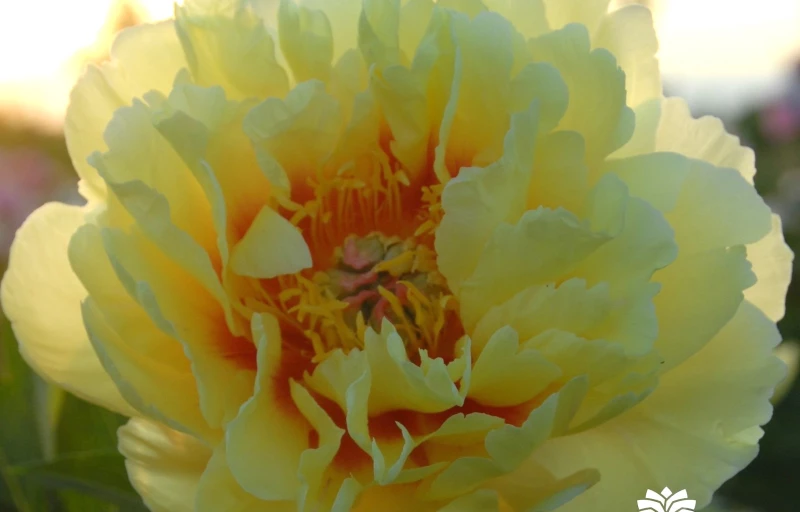 Border Charm на Пулков Сад