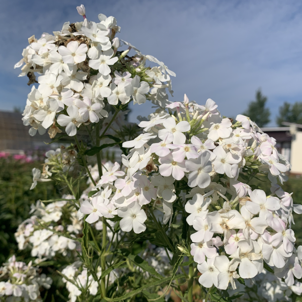 Сирень белая