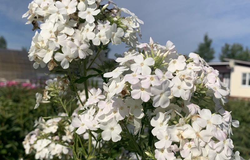 Сирень белая на Пулков Сад
