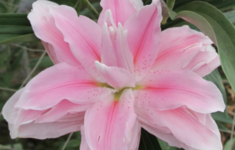 Milano на Пулков Сад