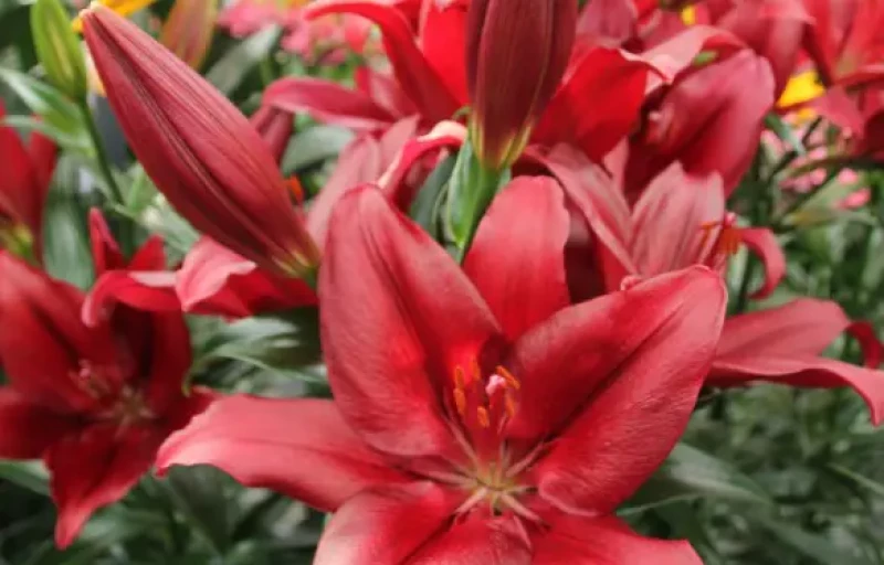 Forza Red на Пулков Сад