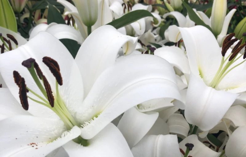 Miracoli на Пулков Сад