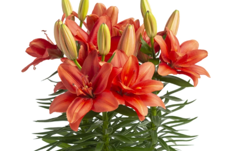 Pura Amor 2 шт на Пулков Сад