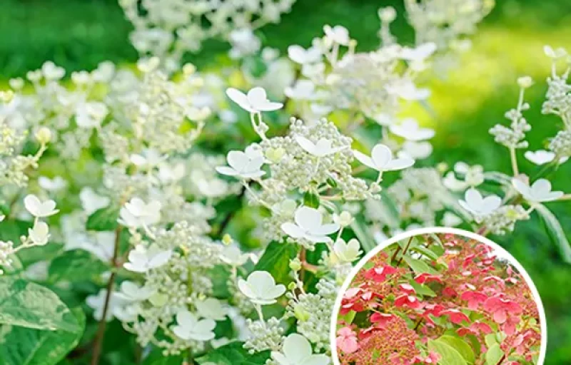 Early Sensation на Пулков Сад