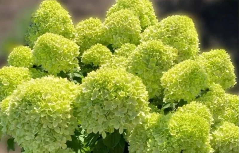 Little Apple на Пулков Сад