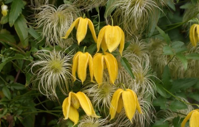 Aureolin на Пулков Сад