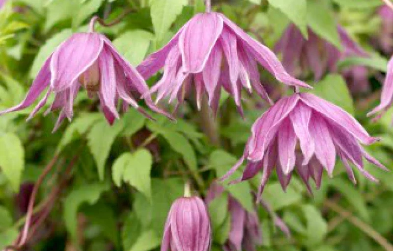 Cragside на Пулков Сад