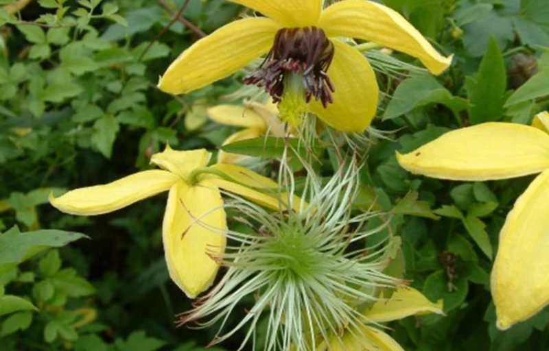 Golden Harvest на Пулков Сад