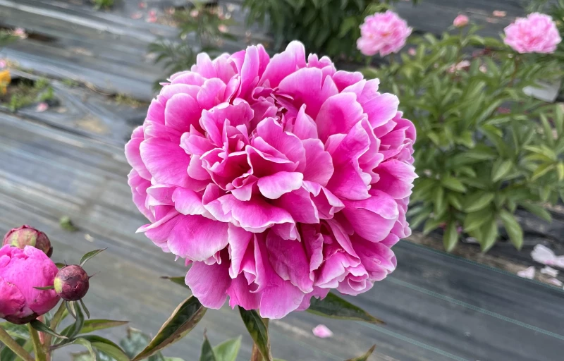 Лада-2 на Пулков Сад