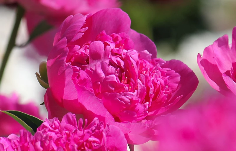 Amabilis на Пулков Сад