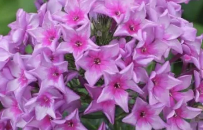 Дымчатая вуаль на Пулков Сад