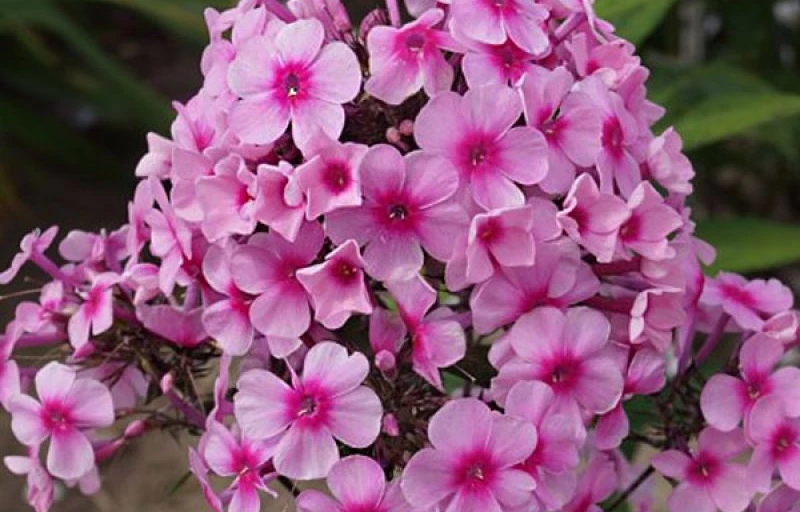 Мисс Пеппер на Пулков Сад