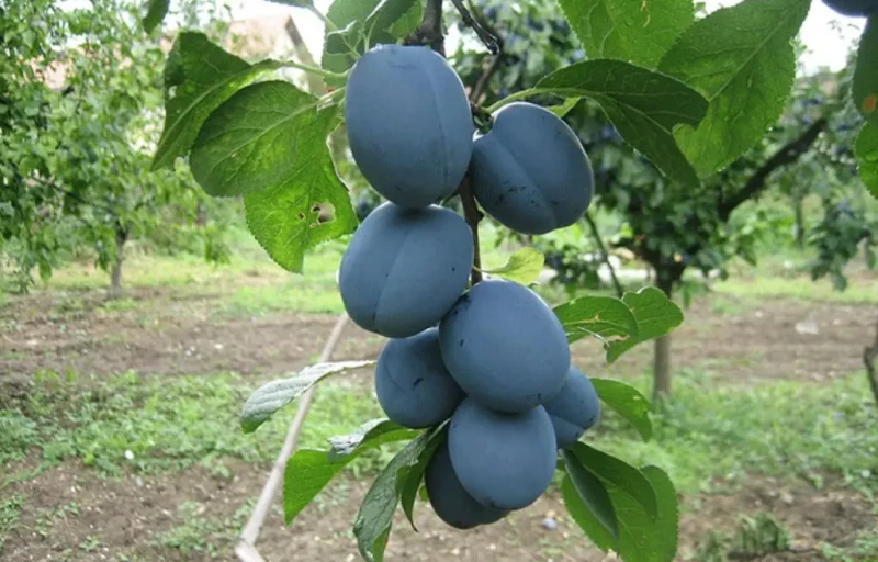 Гросса на Пулков Сад