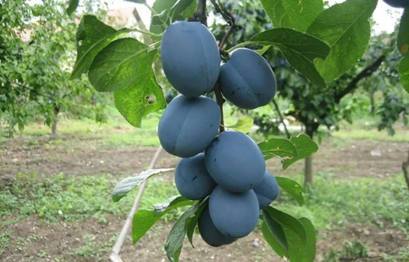 Гросса на Пулков Сад