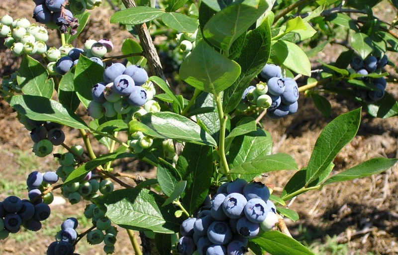 Блюголд на Пулков Сад