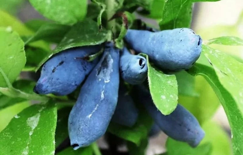 Волхова на Пулков Сад