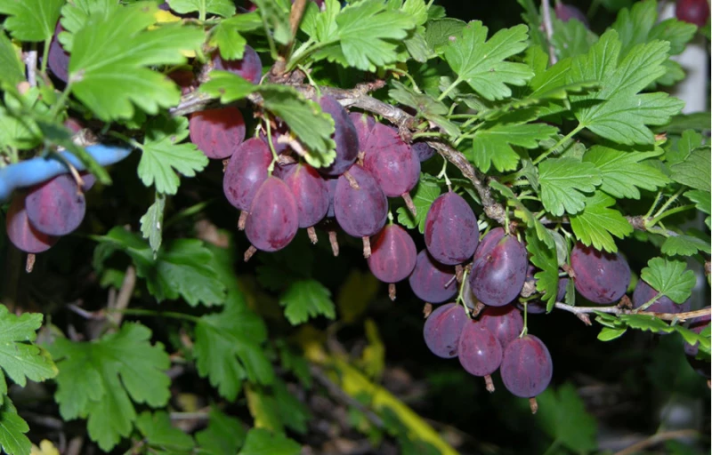 Грушенька на Пулков Сад