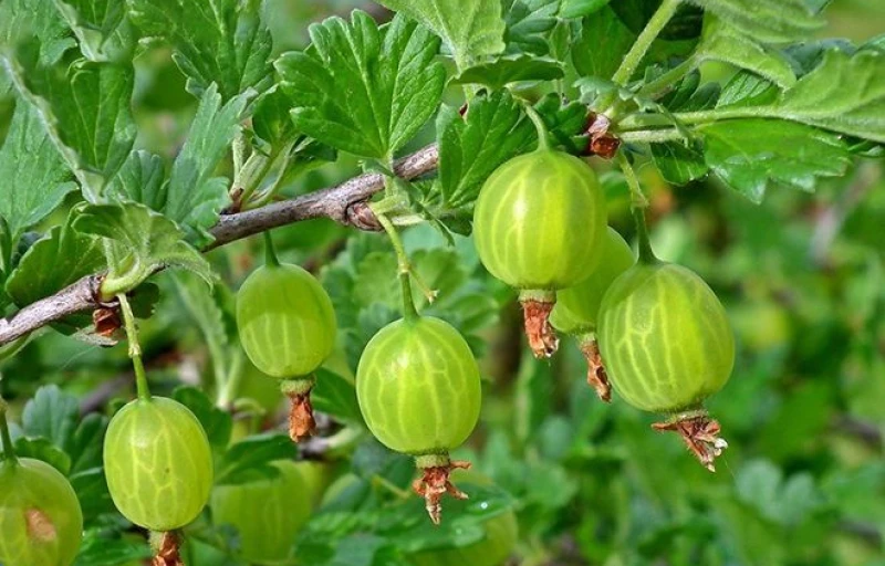 Гроссуляр на Пулков Сад