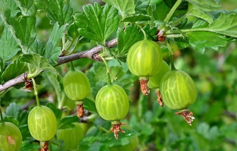 Гроссуляр на Пулков Сад