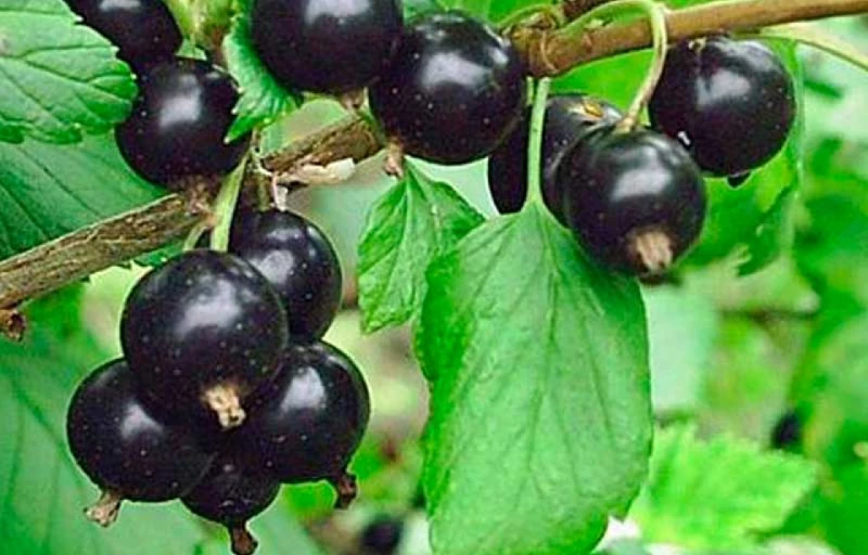 Белорусская Ранняя на Пулков Сад