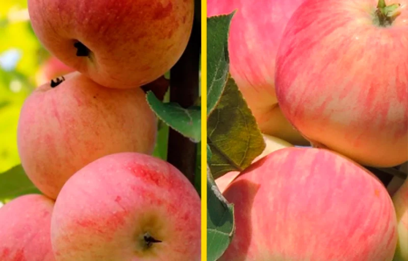 Грушовка - Медуница на Пулков Сад