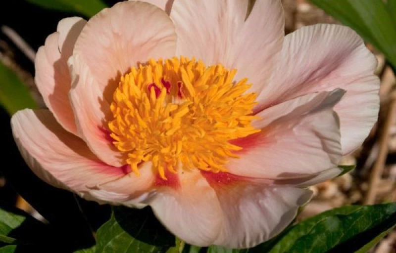 Apricot Whisper на Пулков Сад