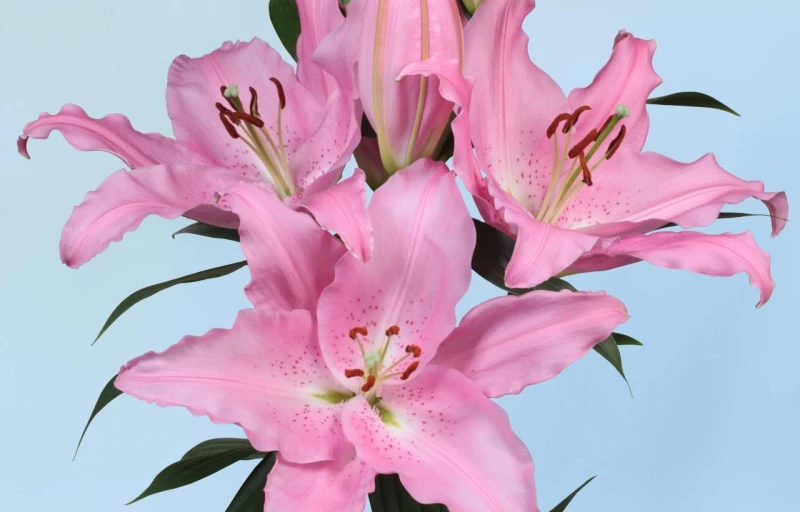 Catemaco на Пулков Сад