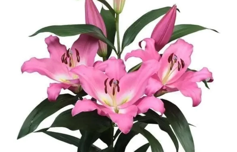 Arcade на Пулков Сад