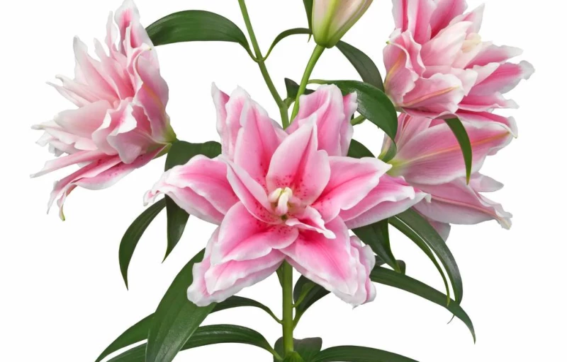 R. Lucia на Пулков Сад