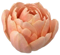 Изображение категории Тюльпаны