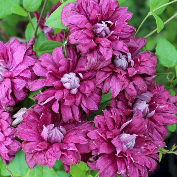 Purpurea Plena Elegans