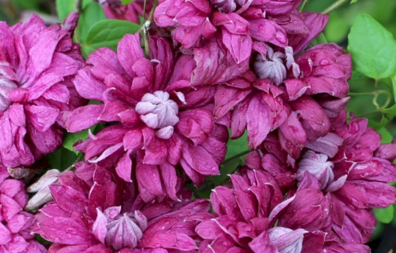 Purpurea Plena Elegans на Пулков Сад